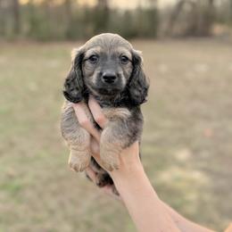 Baby Boy - Cream male Dachshund puppy in Palestine, Texas from Doxie Den🐾