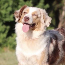 Miniature Australian Shepherds from Wildwood Aussies