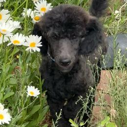 Malfoy - Sable male Poodle puppy in Koosharem, Utah from Karen's Poodles