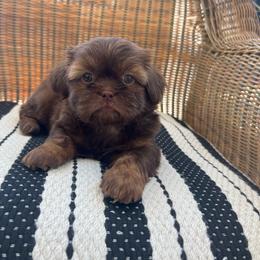 Male 2 - Liver male Shih Tzu puppy in Whittier, California from Socal Mother Of Shih Tzus