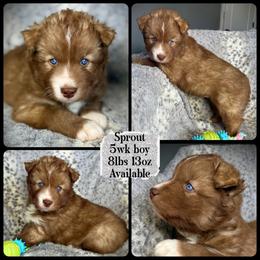 Sprout - Red and white male Siberian Husky puppy in Florence, Kentucky from Moonlight Howl Huskies