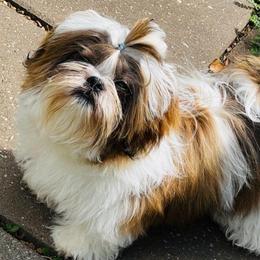 Shih Tzu Puppies from Grandma Ts Precious Puppies