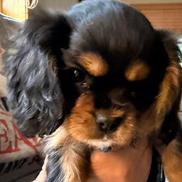 Rolo - Black and tan male Cavalier King Charles Spaniel puppy in Kirksville, Missouri from Royal Country Cavaliers of Missouri