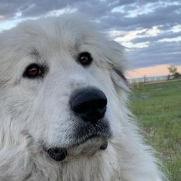 Great Pyrenees from EverestSnow Pyrenees