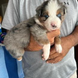 BMM1 - Blue merle male Miniature Australian Shepherd puppy in Tallapoosa, Georgia from Williams Shepherds