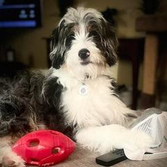 Aussiedoodles and Australian Mountain Doodles from Signature Doodles