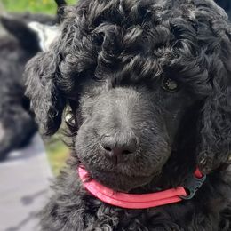 Poodles from Cascade Standard Poodles