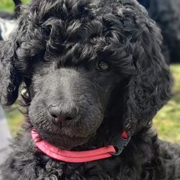 Poodles from Cascade Standard Poodles