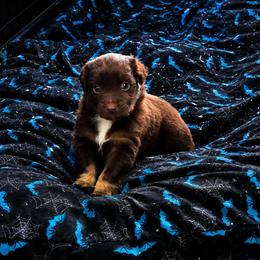 Phantom - Red tri male Miniature Australian Shepherd puppy in Haslet, Texas from Silver Lining Aussies