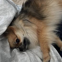 Leia - Pomeranian