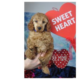 Poodle Puppies from Moyen Majestic Embrace Poodles (MOYEN ME)