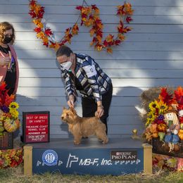 Norwich Terrier Puppies from Alegria Norwich Terriers