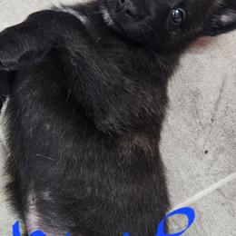 Blue collar - Black brindle male Dutch Shepherd puppy in Howey In The Hills, Florida from MAC K9 Dutch Shepherds