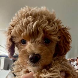 Purdy G2 - Apricot female Poodle puppy in Haines City, Florida from Camic Cockapoos