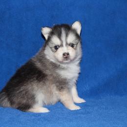 Sapphire - Black and white female Pomsky puppy in Clarkston, Utah from Red Rock Ranch Breeders