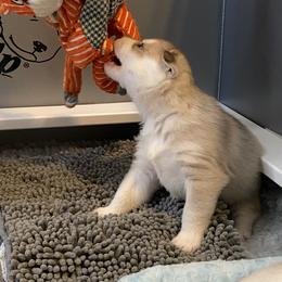 Siberian Husky Puppies from Velox Siberians