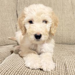 Otis - Fawn and white male Sheepadoodle puppy in Lancaster, Pennsylvania from Bitler Family Puppies