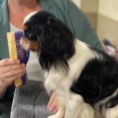 English Toy Spaniels and Pomeranians from Fairy Tale Poms & English Toy Spaniels