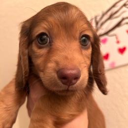 Cocoa - Chocolate and cream male Dachshund puppy in Pueblo, Colorado from Nikas Baby Beanz LH Dachshunds