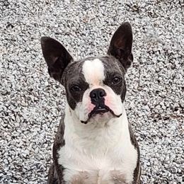 Paris - Boston Terrier