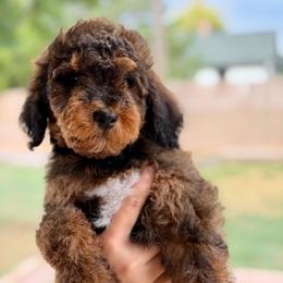 Nugget - Chocolate male Goldendoodle puppy in Twin Falls, Idaho from Burrow & Bone