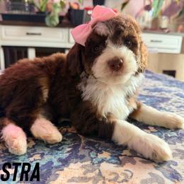 Astra - with training - Tri-color female Bernedoodle puppy in Boonville, North Carolina from Doods & Dolls