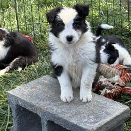 Clover (Girl 2) - Black and white female Border Collie puppy in Mosheim, Tennessee from Elawodi Border Collies
