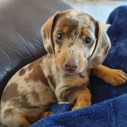 Dachshunds from Bernstein Doxies