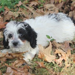 Luca - Black and white male Cavapoo puppy in Arkansas from Brew House