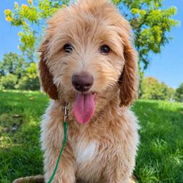 Airy - Caramel red male Australian Labradoodle puppy in Upland, California from Kings Labradoodles