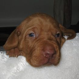 Vizsla Puppies from Wasatch Mountain Vizslas