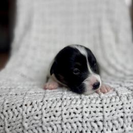 Dark Green Male - Black and tan male Pembroke Welsh Corgi puppy in La Porte City, Iowa from Cedar River Corgis