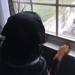 Rottweiler All Grown Up from Sweetgum Farm