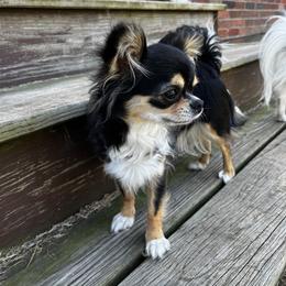 Mookie - Chihuahua