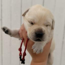 Red - Yellow male Labrador Retriever puppy in At Henry, Ohio from Hickory Creek Labs