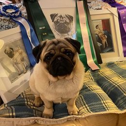 Pasha - Pug