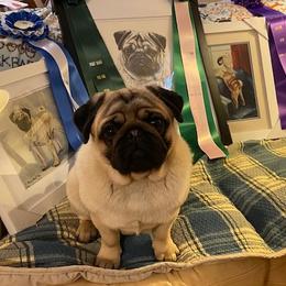 Pasha - Pug