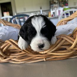 Jasmine - female Australian Mountain Doodle puppy in Jerome, Idaho from Tolman Acres