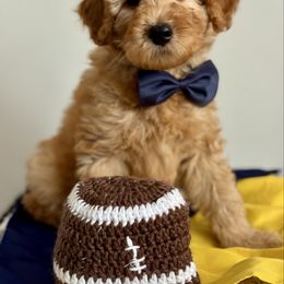 Green - Red  male Goldendoodle puppy in Hesperia, Michigan from Red Acres Poodles & Doodles