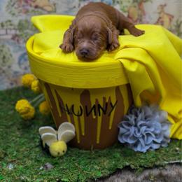 Eeyore - Red  female Goldendoodle puppy in Williamson, New York from Lakeside Doodles
