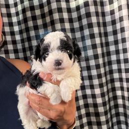 Lady Mabel - Parti female Maltipoo puppy in Southern,, California from Maltipoo Tiny Pups & More