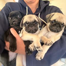 Otis - Fawn male Pug puppy in Broken Arrow, Oklahoma from Pugs Not Drugs