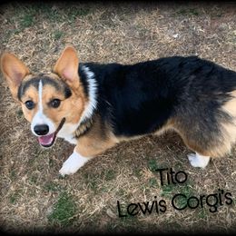Tito - Pembroke Welsh Corgi