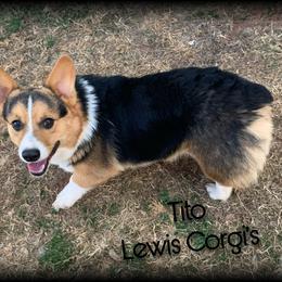 Tito - Pembroke Welsh Corgi