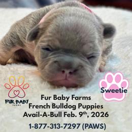Sweetie - Tricolors female French Bulldog puppy in Michigan from Fur Baby Farms