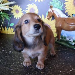 Merlot - Red female Dachshund puppy in Floresville, Texas from Muddy River Dachshunds