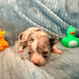 Gucci (tiny runt) AKC - Merle female Chihuahua puppy in Seneca, Missouri from Stephanie’s Puppy Colony