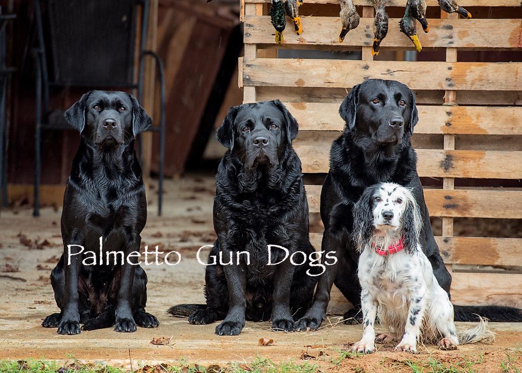 Palmetto Gun Dogs in South Carolina | Labrador Retriever puppies | Good Dog