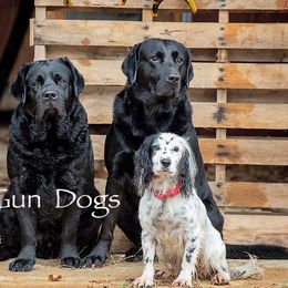 Labrador Retrievers from Palmetto Gun Dogs
