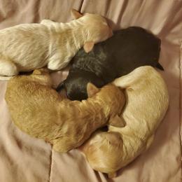 Aussiedoodle, Goldendoodle, and Poodle Puppies from Law Doodles